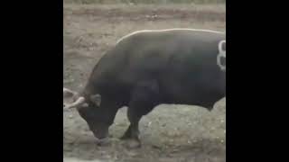 bull fight Best Animals compilation 2021| #shorts | Top Viral Animal Videos