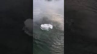 Jumping into the lake in Flores