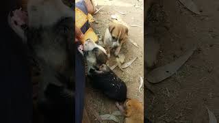 cute puppies trying to eat mommy's snacks, street dogs youtube shorts. The colour palette