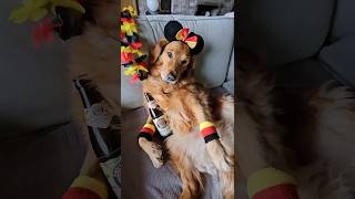 Golden Retriever ⚽️ gets drunk at the European Football Championship 😍🐕🐾⚽️