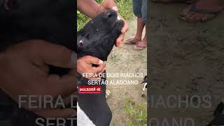 Feira de caprinos é ovinos em Dois Riachos Alagoas #vidanocampo #feiralivre #fazenda #shorts #viral