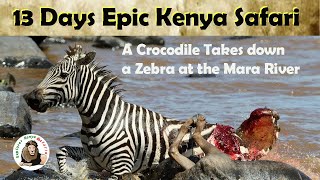 A Crocodile Kills a Zebra on an Epic 13 days Kenya safari