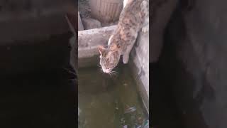 Cute cat drinking water