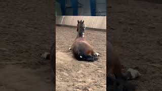 The orginal #pony #shortvideo #horse #cutepony #cute #love