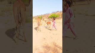 Female camel come Baby Evening time #viral #desert #camel #animals #comedyvideos #naturebeauty #fun