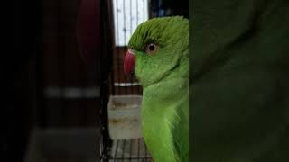 parrot said i want girlfriend 😱 #shorts #youtubeshorts