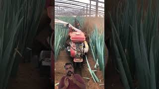 modern onion farming #agriculture #video