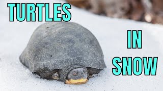 TURTLES IN SNOW!