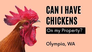 Can I Raise Chickens on My Property? | Living in Olympia, WA