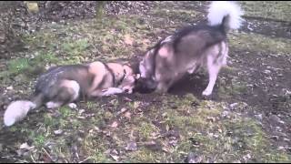 Alaskan Malamute i ciężka praca w ogrodzie | ValleyPark.pl