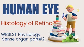 Histology of Retina// Structure & Functions Of Human Eye/ Working