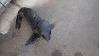 Cachorro de lobo marino en la calle de Ushuaia