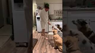 Smart dogs are cute and funny 2021#shorts