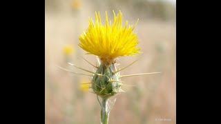 YELLOW STAR THISTLE POISONING