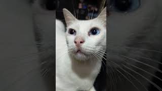 Ganito Pala ang Mata sa Halong British Cat Blue eyes #cat  #catlover #britishcat #whitecat #viral