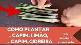 Como plantar CIDREIRA, CAPIM LIMÃO, CIDRÓ  - Completo!