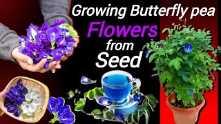 How to grow Butterfly Pea Flower from Seed