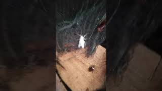 White Pigmented Cockroaches Exist. Here is Proof! #tiktok #animal #power #fyp #bug #youtubeshorts