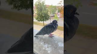 🐦 так близко видел из впервые. Они прикольные. #голуби #птицы