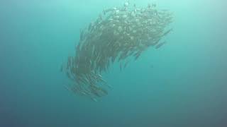 Open Water Course in Cabo