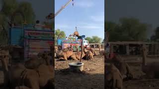 Camels #camel #birds #youtubeshorts #animals #youtubevideos #camelstory #ytshorts #camelactive