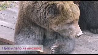 Медведь Мансур пёк блины: доказательства на лице 🐻🌹♥️