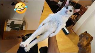 Try Not To Laugh Dogs And Cats 😁 - Best Funniest Animals Video 2024 - Part 61