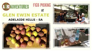 Glen Ewin Estate Visit Figs Picking and Fig Gin Tasting