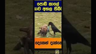 කොහොමද shots වලට thumbnail දන්නෙ| how add thumbnail in youtube shots|sinhala |2024 #makemoneyonline