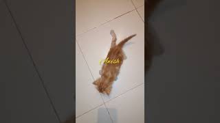 look at my disabled cat 🐈قطة بإعاقة حركية 😢