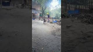 বাচ্ছুর ছুটছে।।#villagelife #short #shortvideo