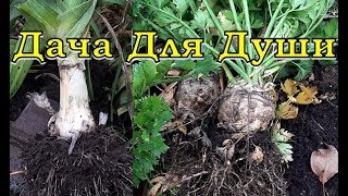 Последний УРОЖАЙ 2019: убираем ЛУК ПОРЕЙ и СЕЛЬДЕРЕЙ на хранение🌿🍁🍂