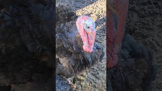 This Turkey Gobbles On Demand!! #farming #homesteading #shorts #diy #cow #turkey #wow #tom #farmlife