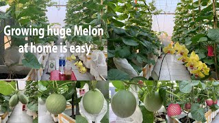 Growing huge Melon at home is easy