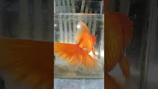 !BIGGEST TAIL GOLDFISH IN THE WORLD😱😱😱