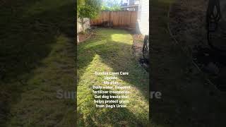 Sunday Lawn Care Update!!