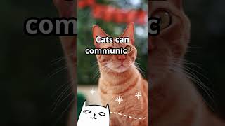 Cats can communicate #cat #cute #funnycats #funny #pets #catlover #cutecat #kitten #kitty