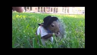 FUNNY ANIMALS COMPILATION 2013