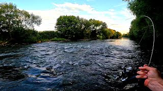 Cikáda-výnimočná nástraha/hladinové výbuchy/teória+prax/prívlač/rieka Nitra