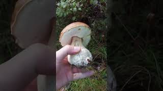 Mushroom Hunting #shorts - Cep | Penny bun | Boletus edulis | King bolete | Porcino | Funghi Porcini