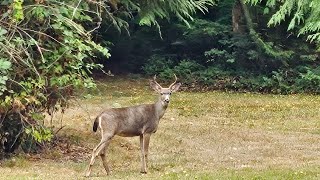 Bouncing Deer Family !🦌❤️😍