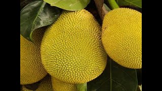 Health benefits of Jack fruit