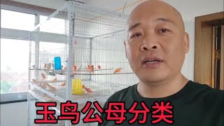 关内小城：玉鸟公母最难鉴别，这个方法虽然要求时间长但是最准确