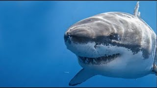 Qué Pasa con los Tiburones | Mini Documental