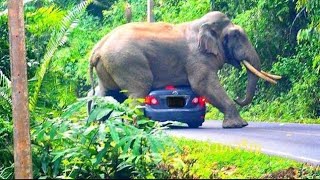 Driver almost killed tourist in silly mistake with elephant 🐘