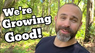 Garden Is Popping! and It's Only April! #diy #family #homestead #house #fun #garden #vlog