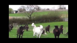 Town Barton Farm let loose this Spring - The Donkey Sanctuary