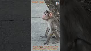 monkey video drinking water #monkey #bandar