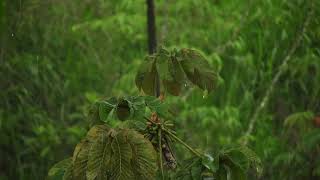 Sleep Instantly with Rain Sounds 10 Hours - Intense Deep Sleeping & Relaxation for Your Mind