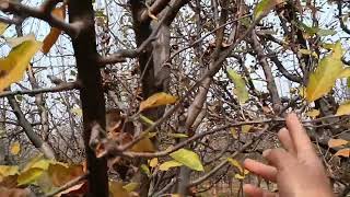 Apple Tree Pruning || some pruning tips || pruning technique